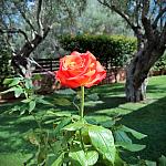 Nature's  Beauty